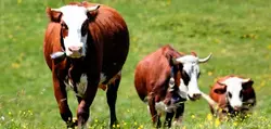 Cattle