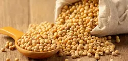 Soy